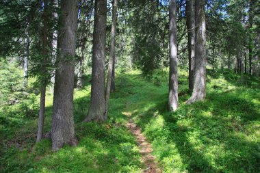 Orman yakınındaki göl Braies