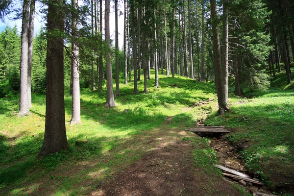 Wald in der Nähe von Pragser See — Stockfoto