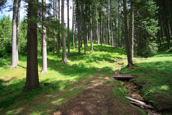 Orman yakınındaki göl Braies — Stok fotoğraf