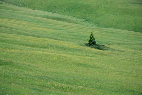 Prato Piazza - Val Pusteria — Zdjęcie stockowe