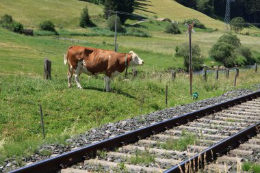 inek val pusteria Demiryolu boyunca