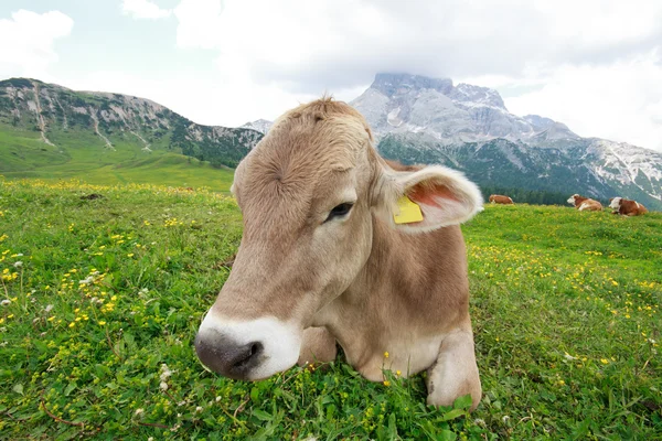 Vaca pastando en Prato Piazza —  Fotos de Stock