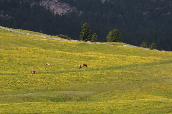 Pastwiska do prato piazza — Zdjęcie stockowe