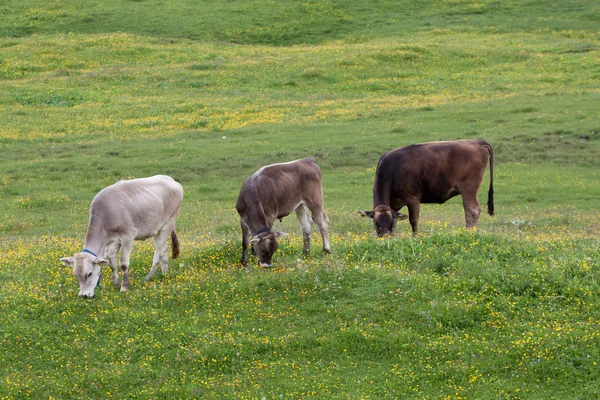 Krávy na pastvě náměstí prato — Stock fotografie