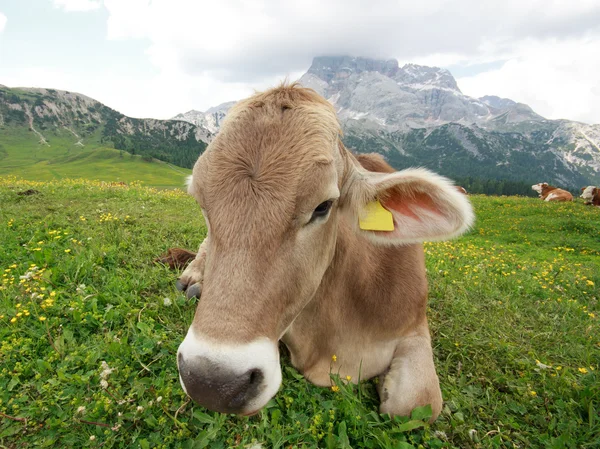 Cow grazing in Prato Piazza — Stock Photo, Image