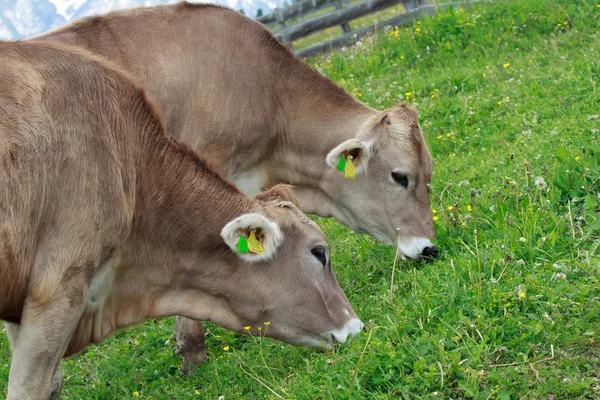 Cows grazing in Prato Piazza — Stock Photo, Image