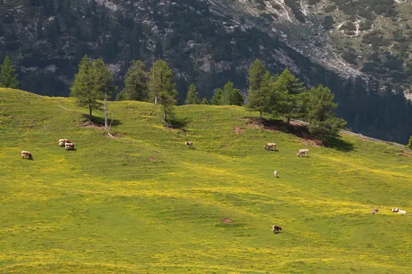 Pastures to Prato Piazza — Stok Foto