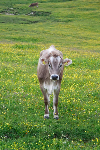 在普拉托广场吃草的母牛 — 图库照片