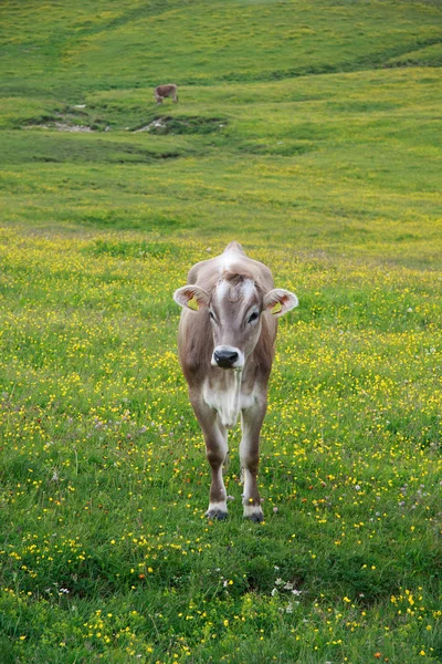 Cow grazing in Prato Piazza — Stock Photo, Image