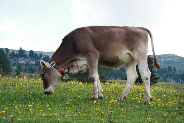 Cow grazing in Prato Piazza — Stock Photo, Image