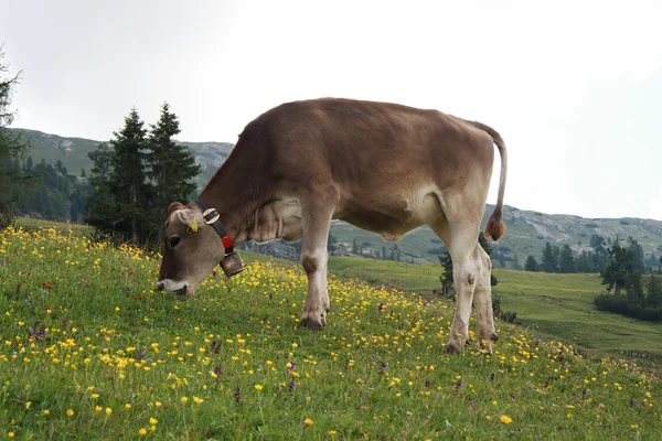 Cow grazing in Prato Piazza — Stock Photo, Image