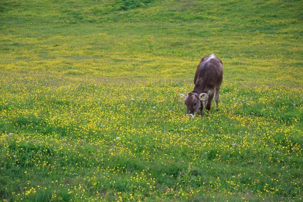 Pascolare di mucca a Prato Piazza — Foto Stock