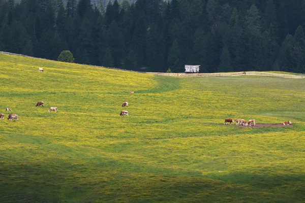 Pastures to Prato Piazza — Stock Photo, Image