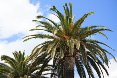 Palms - Finale Ligure