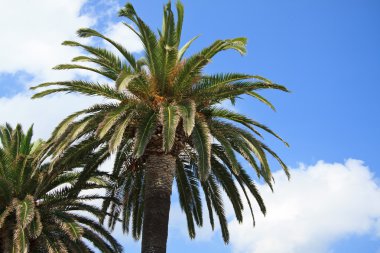 Palms - Finale Ligure
