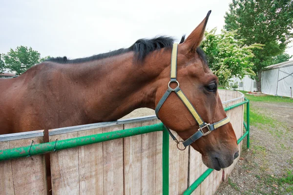 Pferd — Stockfoto