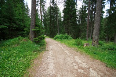 Orman yakınındaki göl Braies