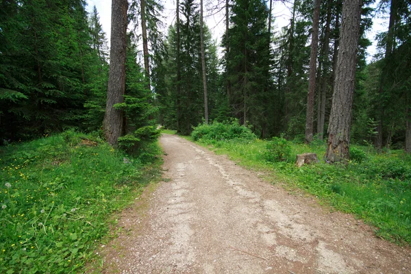 Orman yakınındaki göl Braies — Stok fotoğraf