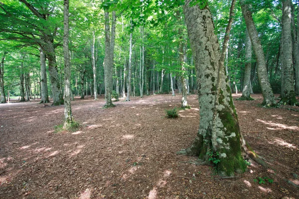 Orman umbra (gargano)