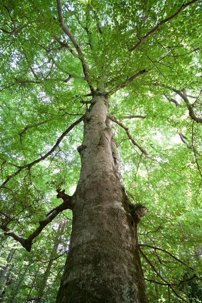 Old beech tree — Stock Photo, Image