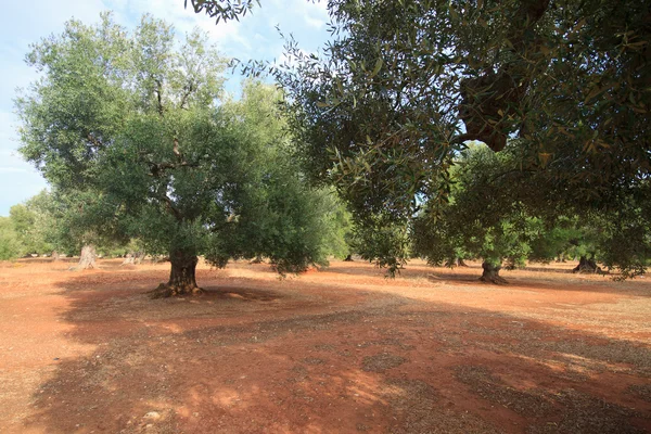 Olivlund — Stockfoto