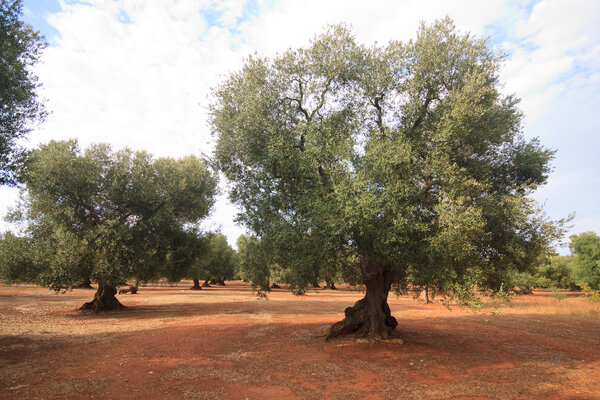 Olive grove