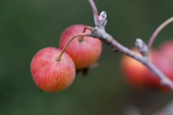 Malus — Stock Photo, Image