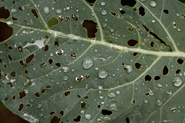 Cabbage leaf — Stock Photo, Image