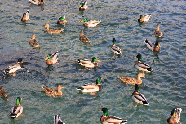 Ducks — Stock Photo, Image