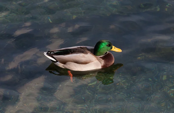 Mallard — Stock fotografie