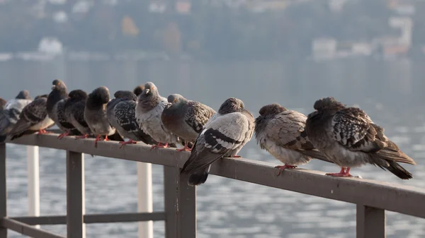 Güvercinler — Stok fotoğraf