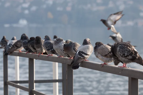 Güvercinler — Stok fotoğraf