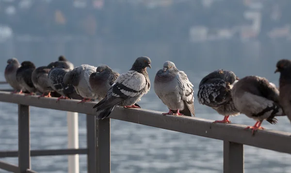 Palomas. — Foto de Stock