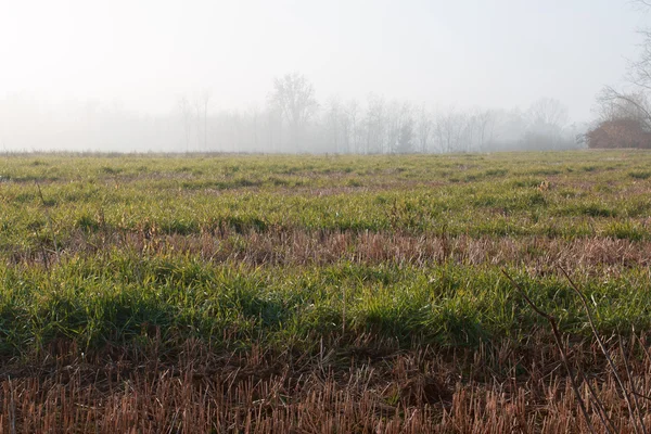 ロンバルディア州の田園地帯の風景 — Stockfoto