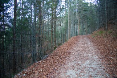 neuschwanstein Şatosu yolu