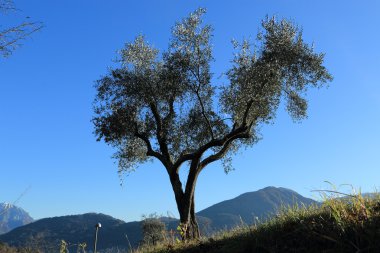zeytin ağacı