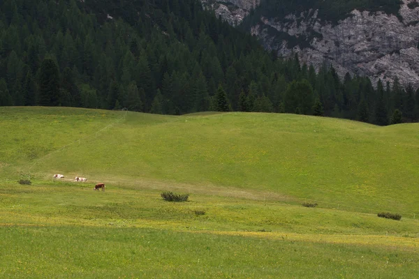 Plätzwiese - Pustertal — Stockfoto