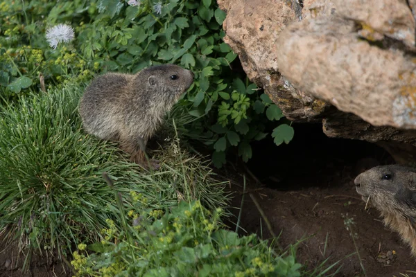 Marmota. — Foto de Stock