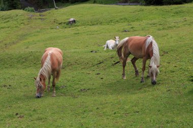 atları otlatma - seiser alm