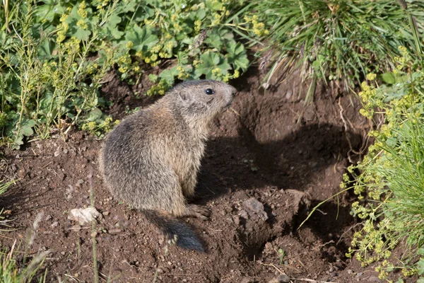 Marmota. — Foto de Stock