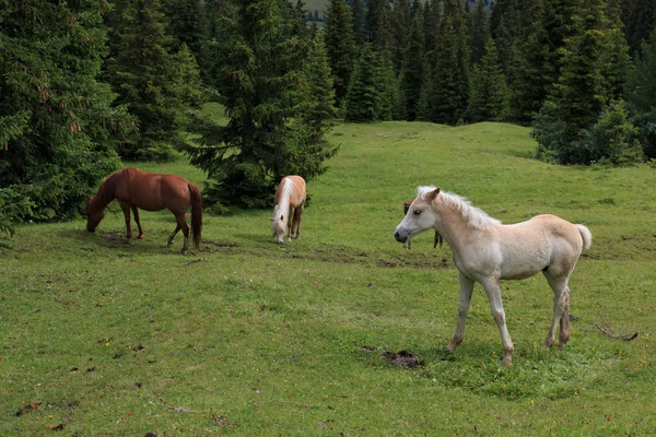 Konie, wypas - seiser alm — Zdjęcie stockowe