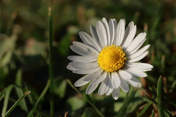 Daisy — Stock Photo, Image