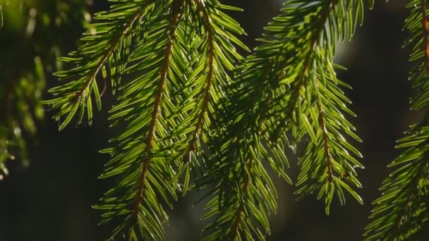 branche de pin se déplaçant dans le vent 
