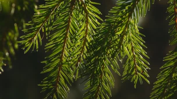 Pine tree branch moving in the wind — Stock Video