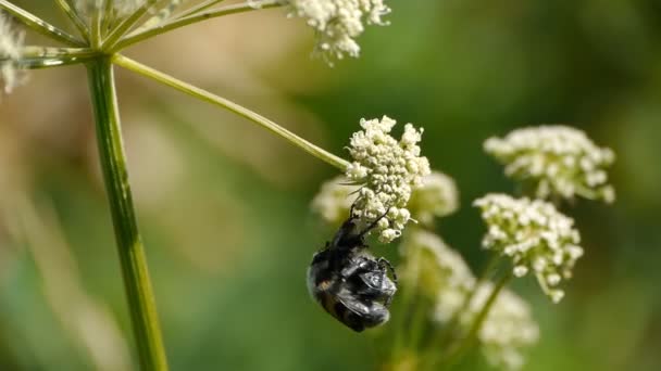 Bugs in paren rangschikken — Stockvideo