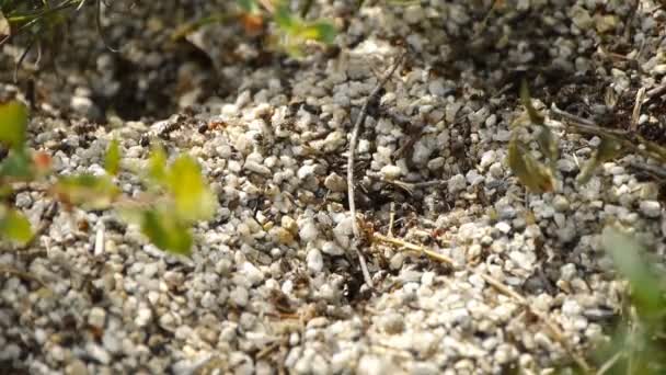 Berg myror. arbetstagaren myror springer runt boet. — Stockvideo