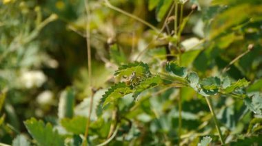 yeşil çekirge yakın çekim