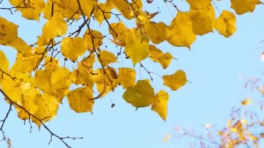 düşen sarı sonbahar yaprakları