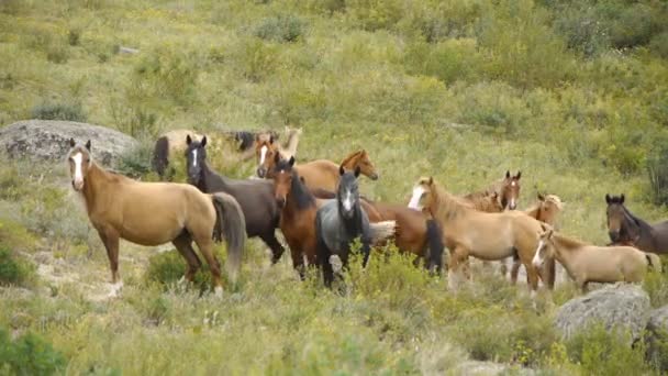 Kudde paarden in de bergen — Stockvideo