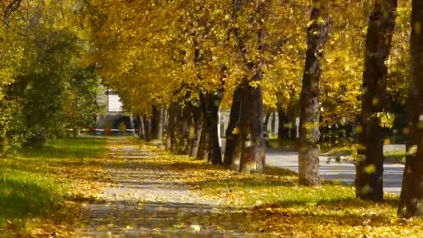 Hojas de otoño están cayendo en el callejón cerca de la casa — Vídeo de stock
